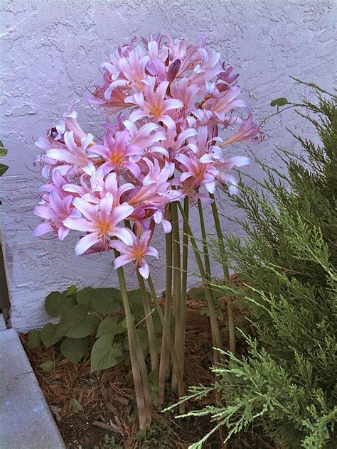 naked ladies plant|Naked Ladies Flowers: Growing, Care, And Uses 